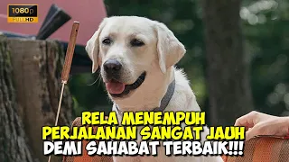 Kisah Persahabatan Anak Manusia Dan Seekor Anjing Yang Baik Hati | Alur Cerita Film Dog Gone 2023