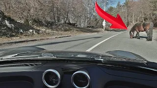 Smart Roadster Coupe - POV Driving - Almost Hit Horse | 4K Video