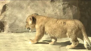 New lion cub makes his debut at the Denver Zoo