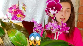 7 основных Причин ГНИЛИ орхидей