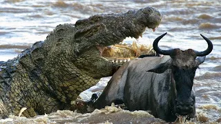Most Brutal Moments Crocodile Attacks. The Terrifying World of Brutal Crocodiles.