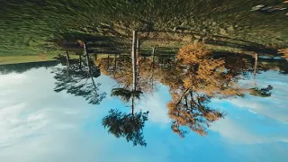 Tree Dance | FPV Drone Freestyle