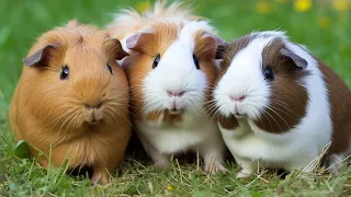 Adorable Marsvin (Swedish Guinea Pig) | The Perfect Small Pet for You!