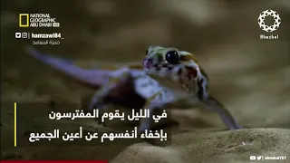 الموت قبل بزوغ الفجر |  حمزة إياد