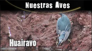 HUAIRAVO - Serie Nuestras Aves