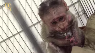 Story of a Baby Monkey Named 'Lucky' Who Was Electrocuted in Mumbai