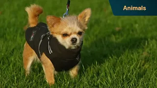 These feuding Chihuahuas are always at odds | Dogs Behaving (Very) Badly