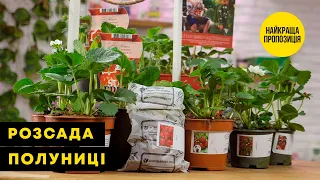 РОЗСАДА ПОЛУНИЦІ | Улюблений смак літа | Agro-Market.ua