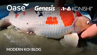 Modern Koi Blog #5618 - Live aus Japan: Die Jumbo Ikeage Naturteich Imada