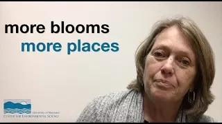 What's a harmful algal bloom? UMCES' Pat Glibert explains