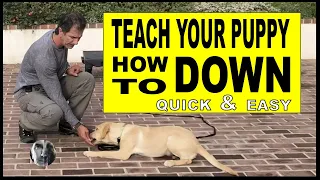 How To Teach Your PUPPY or DOG Lie DOWN - Dog Training Video