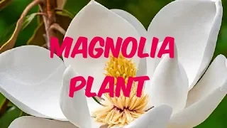 How to grow Magnolia || Care of Swarn chumpa plant || Magnolia tree