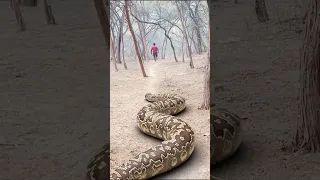 Big Python chasing Man 3 #anaconda #cobra #greenanaconda #anacondaattack #titanoboasnake #wildlife