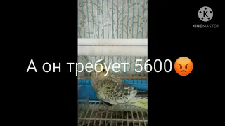 Вы сказали 3600😇 А он требует 5600😡