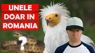 7 Animale Rare in Romania