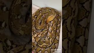 Rainbow reticulated python snake