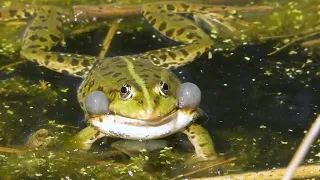 Frosch Geräusch - Frösche quaken im Teich