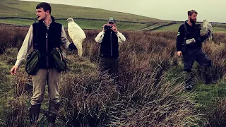 Hunting with Gos Hawk & Gyr x Saker Falcon in Yorkshire, UK!