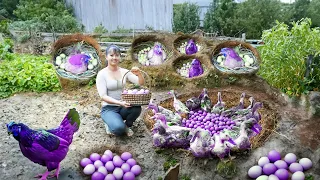 Harvesting Ducks Eggs, Chicken Eggs & Homegrown Cabbage Go To Market Sell - Tiểu Vân Daily Life