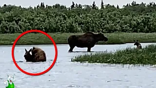 Медведь Напал На Лосей / Случаи с Животными Снятые На Камеру