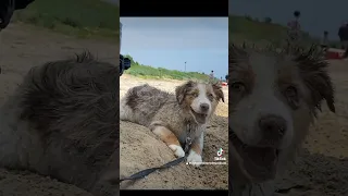 Aussie's Love the Beach!