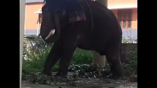 Kottoor Elephant Rehabiltation Centre
