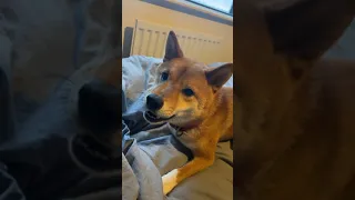 waking up to a shiba inu is chaos