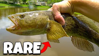 Catching the RAREST FISH In FLORIDA! *NEW PET*