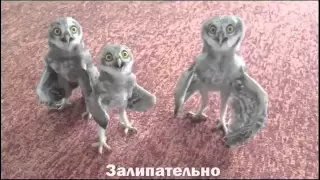 FUNNY VIDEOS 2015 ЛУЧШИЕ ПРИКОЛЫ И НЕУДАЧИ 2015 САМАЯ СМЕШНАЯ НАРЕЗКА ПРИКОЛОВ 2015