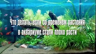 Что делать, если  со временем растения в аквариуме стали плохо расти