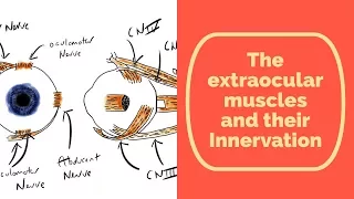 Extraocular Muscles of The Eye and their Innervation