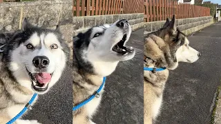 Husky Shouts to My Mum When He Finds Her! #shorts