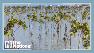 Egypt replants mangroves to fight effects of climate change