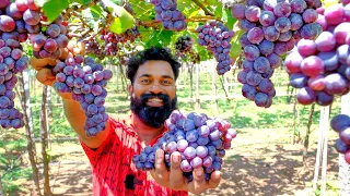 Grape Farm | മുന്തിരി പറിക്കാൻ മുന്തിരി തോട്ടത്തിൽ പോയപ്പോൾ | M4 Tech |