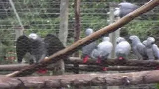 Patience the African Grey Parrot