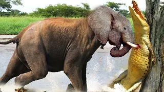 Слон в Ярости Уничтожает Крокодила