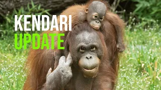 Baby Kendari and The Orangutans Enjoy Spring-like Weather