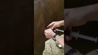 Hemo acupuntura em um cavalo. Hemopuncture in a horse.