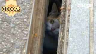 Kitten Meets The World Only Through The 5cm-Wide Gap