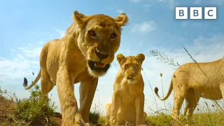 Baby warthogs vs pride of lions | Serengeti - BBC