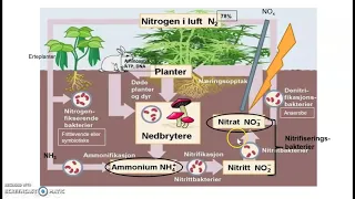 Nitrogenkretsløpet