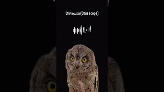 Слышали сов в природе? #owl #птица #сова