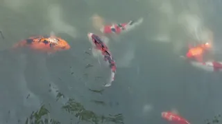 Koi Fish with Natural Water Sounds | Koi Fish | Natural Ponds