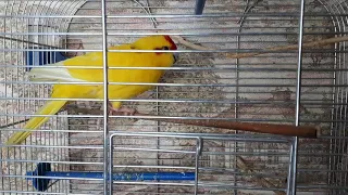 первый птенчик у какариков