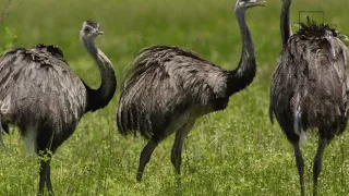 Interesting facts about common rhea by weird square