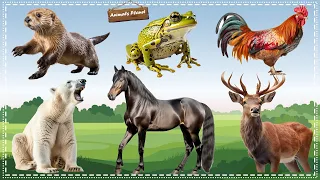 Discover the Wonders of the Animal Kingdom: Otter, Horse, Sika deer, Polar bear, Chicken, Frog
