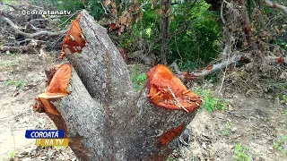 MORADORES DO POVADO REMANSO DE FOGO DENUNCIAM DESMATAMENTO