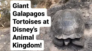 Giant Galapagos Tortoises in Disney's Animal Kingdom