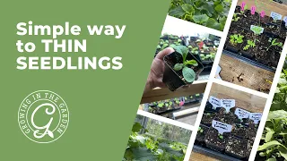 Simple way to THIN SEEDLINGS