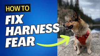 Step-by-Step Harness Conditioning Guide: Fix Harness Fear!